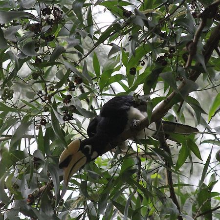 Hornbill Hut Hotell Koh Phayam Eksteriør bilde